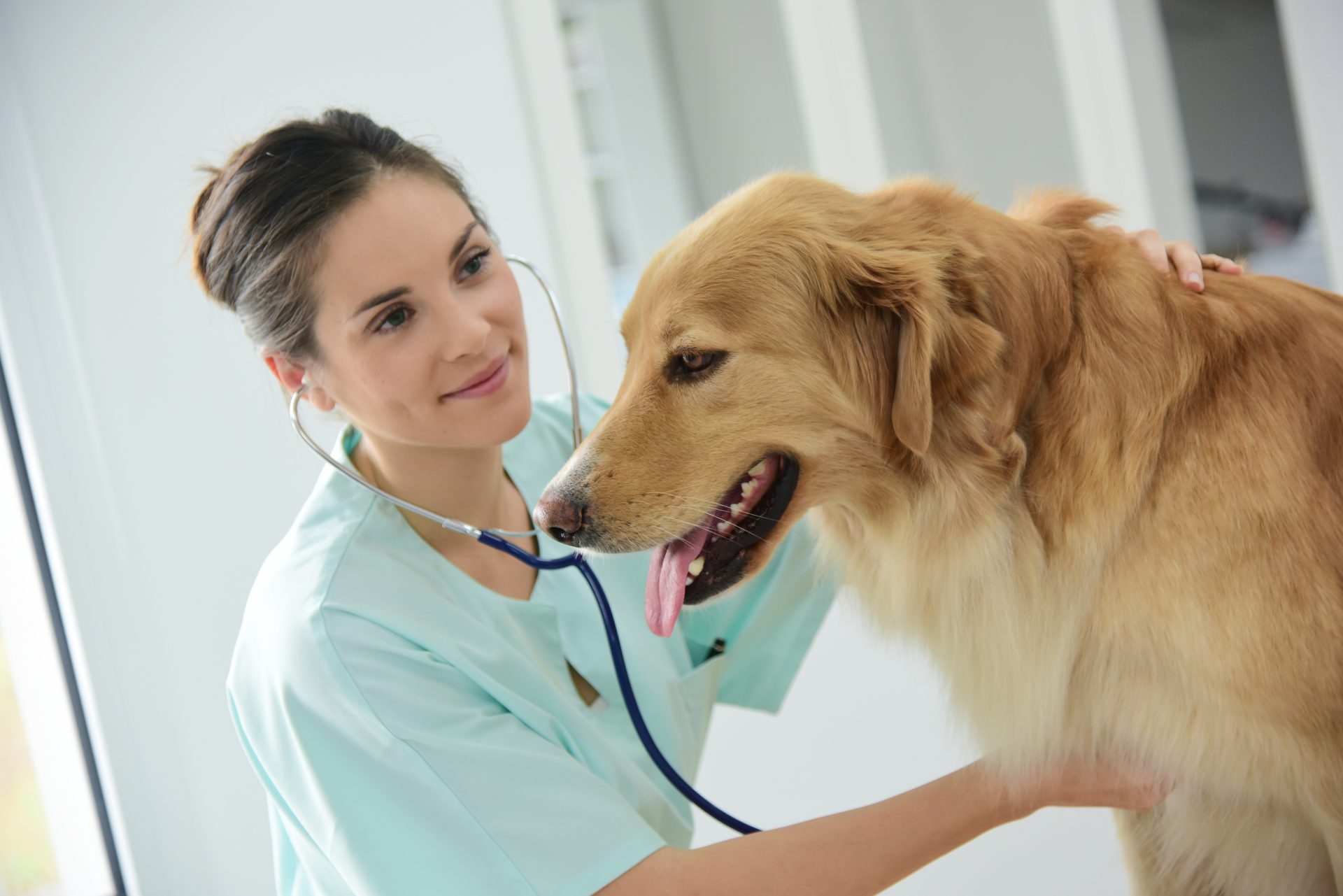 Veterinarian examining dog’s heartbeat